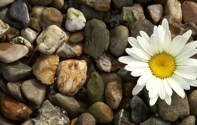 kwiat przy kamieniach
